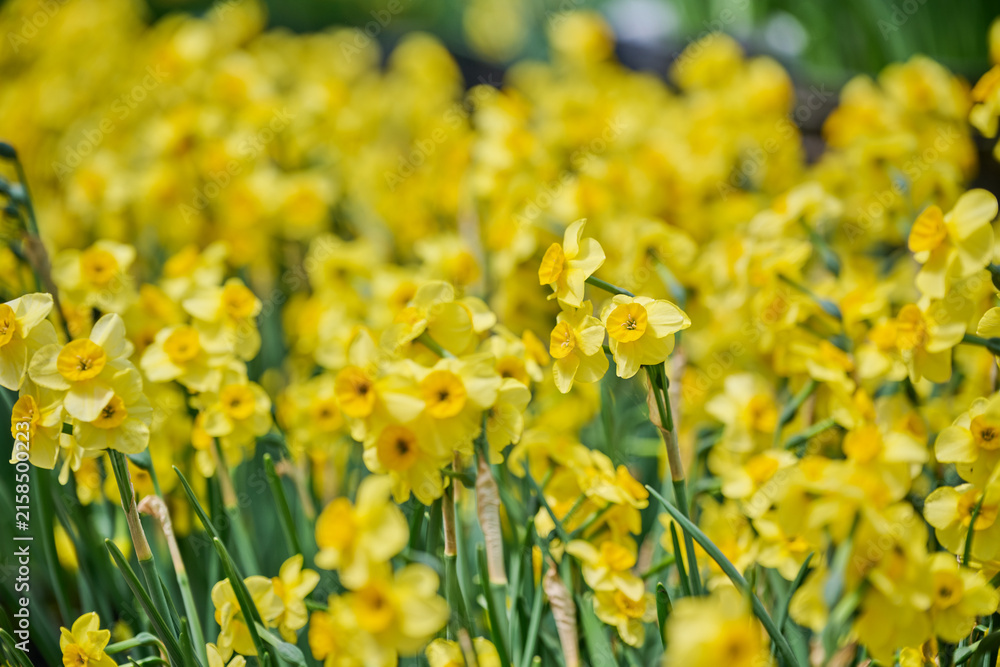 Fototapeta premium Yellow daffodil flowers blooming in a sunny spring garden