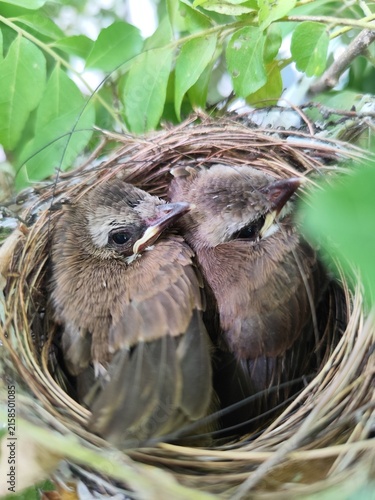 Принти на полотні Two Baby Birds Snuggled in a Bird Nest
