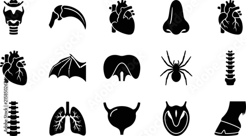 Collection of anatomical biological and zoological black silhouette icons.