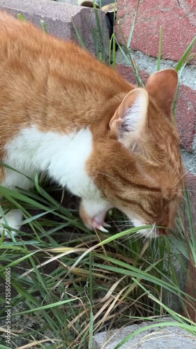 Ginger cat eating grass near a brick house