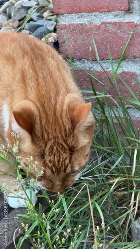 Ginger cat eating grass near a brick house