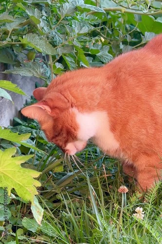 Ginger cat eating grass near a brick house
