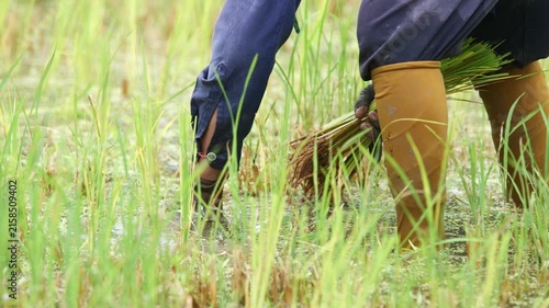 Rice Planting in Paddy Field: A farmer's hands deftly plant young rice seedlings into the flooded paddy field, showcasing traditional agricultural practices and the essential work of food cultivation.