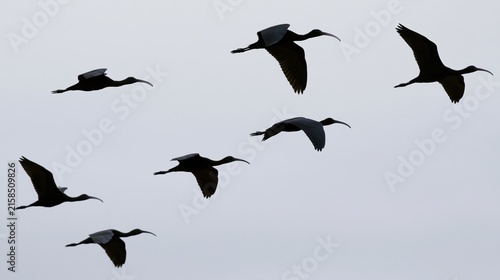 The Birds in Flight across a Calm Gray Sky in Silhouette