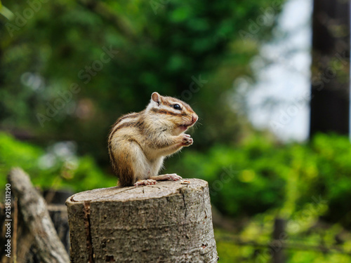 シマリス