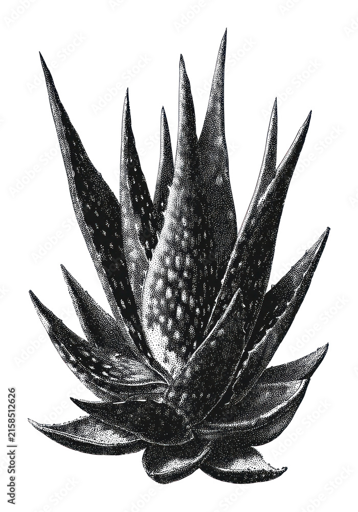 Naklejka premium PNG Vintage black and white succulent aloe vera botanical illustration