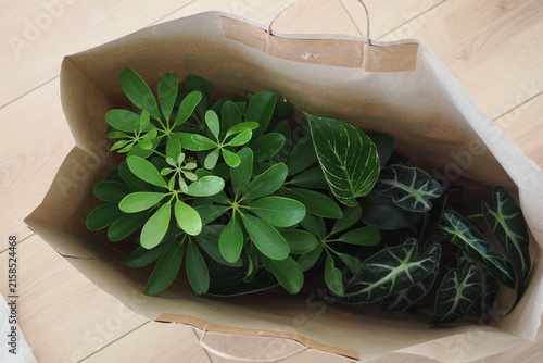 Картината върху платно Plants stored in a paper bag after shopping at a local store