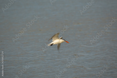 Florida Wildlife Royal Tern staying cool