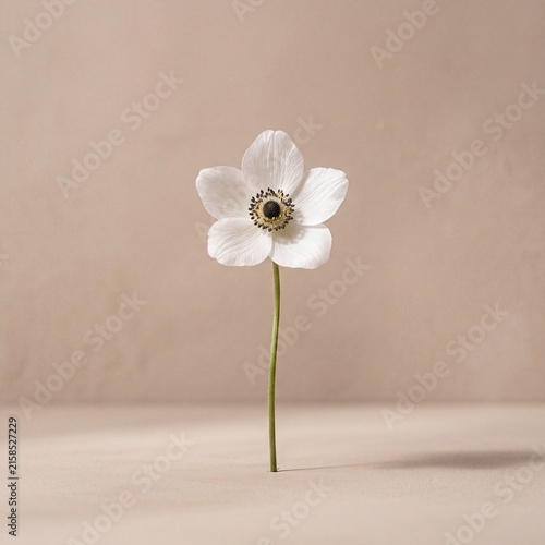 Minimalist white anemone flower on beige background. Elegant floral bloom with green stem. Simple botanical still life for wedding and wellness.