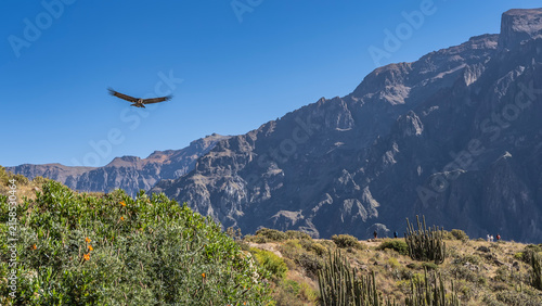 The condor flies over the mountains in the blue sky, spreading its wings. The silhouette of a beautiful bird of prey. There are green plants, grass, and cacti in the valley. Peru. Colca Canyon
 
