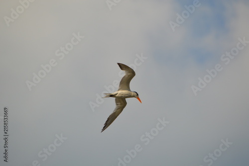 Florida Wildlife Royal Tern afternoon hunt