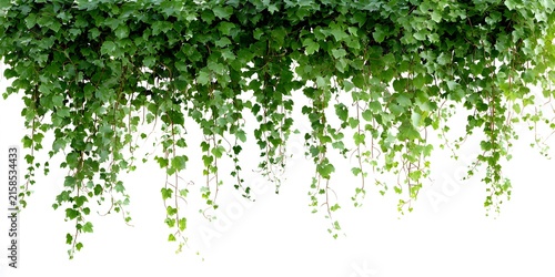 Dense cluster of small green leaves hanging down against a plain background