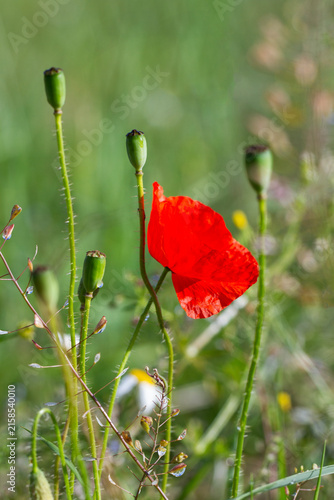 Red Wild Poppy Flower and Green Seed Pods in Meadow.