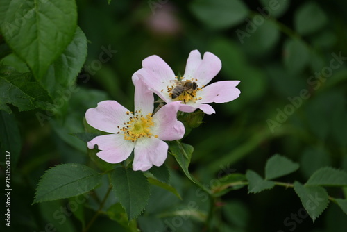 Canvastavla Macro of honeybee collecting pollen on pink wild rose flower, blooming rosa cani