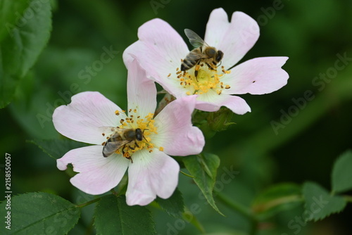 Canvastavla Two honeybees collecting pollen on pink wild rose flowers, macro of blooming ros
