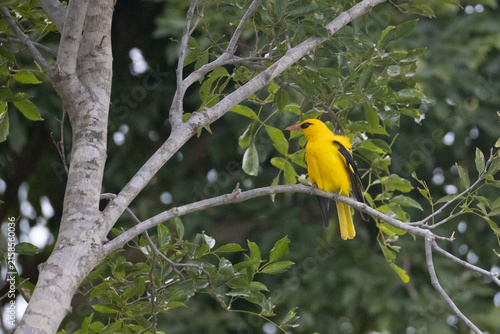 An Indian Golden Oriole perches gracefully on a lush green tree, displaying its brilliant golden-yellow plumage and contrasting black wings. This colorful songbird is a delight for birdwatchers .