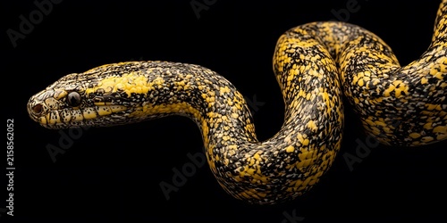 Yellow and black patterned snake with a glossy head curved against a dark background.