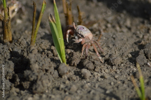 Florida Wildlife Fiddler Crab hiding