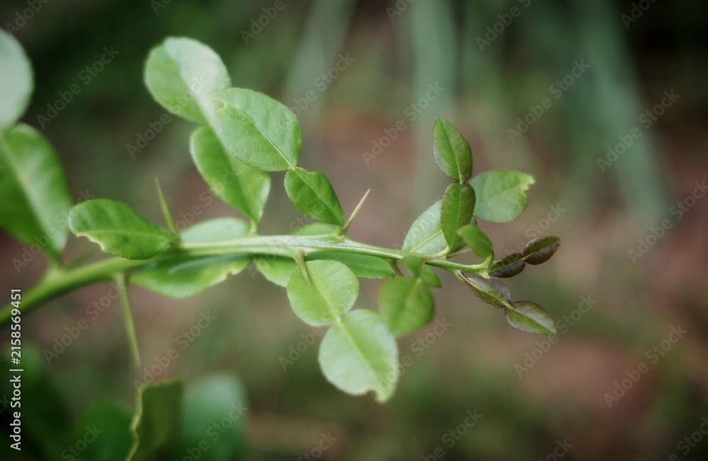 Obraz premium The branches and leaves of the kaffir lime tree are characterized by their broad, wing-like leaf stalks that overlap