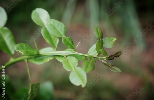 Canvastavla The branches and leaves of the kaffir lime tree are characterized by their broad
