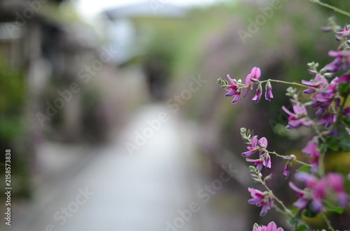 【大阪】東光院萩の寺の境内に咲く萩の花