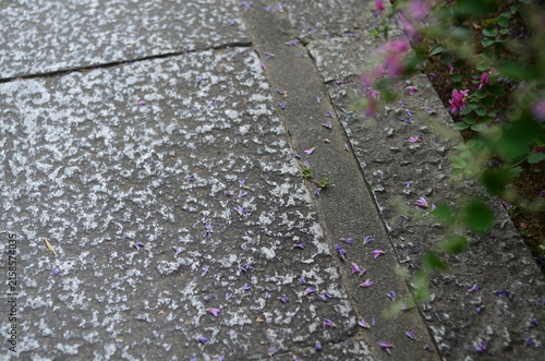 【大阪】東光院萩の寺の境内に咲く萩の花