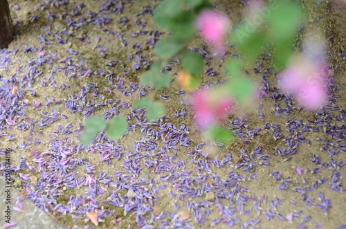 【大阪】東光院萩の寺の境内に咲く萩の花