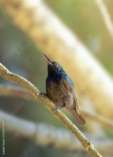 Foto Male Palestine sunbird (Cinnyris oseus) perched on a branch singing with open be