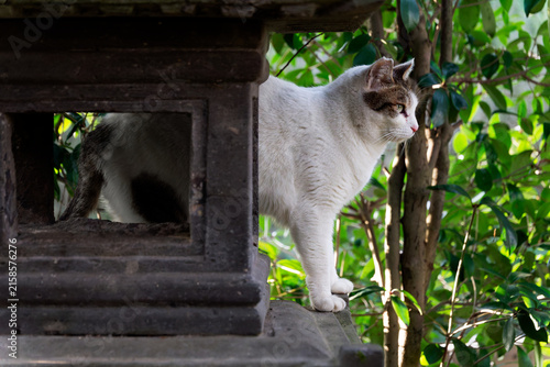 Foto 灯籠と対称なキジトラ柄の野良猫