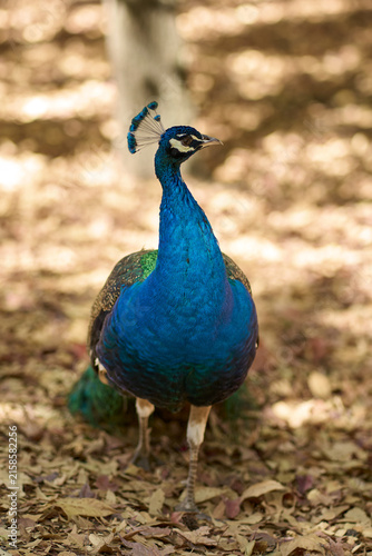 Konstfotografi Pavo real azul en la naturaleza, concepto de belleza, orgullo y elegancia