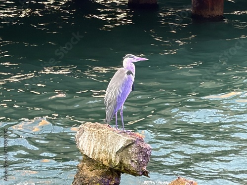 Grey Heron Standing on a Rock in the Waters of Istanbul Bosphorus