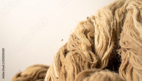 Close up of light brown curly dog fur texture.