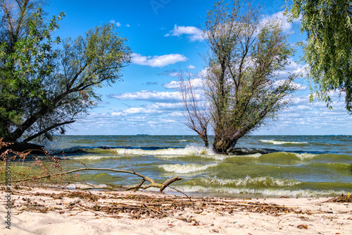 Fotografie Old willows on the banks of the Dnipro River