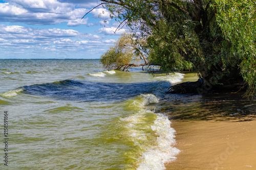 Fotografie Old willows on the banks of the Dnipro River