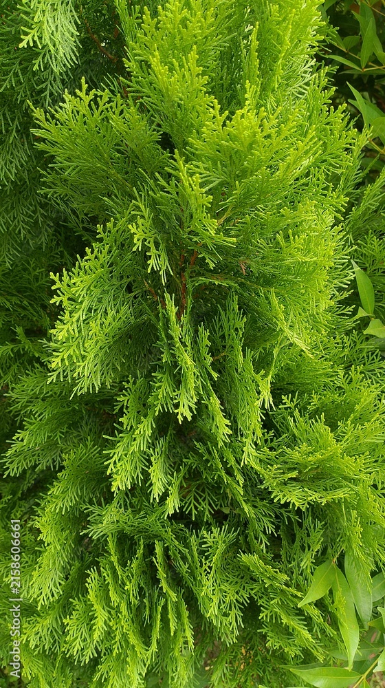 Fototapeta premium Vibrant Lime Green Cypress Foliage with Dense Fine Textured Branches