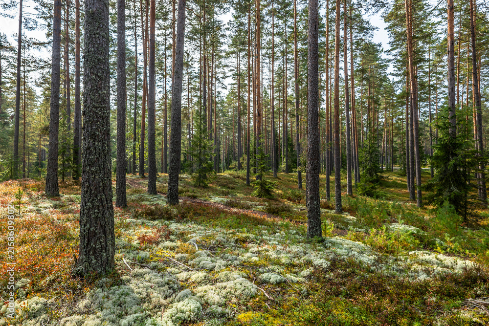 Obraz premium Maical fairytale forest in autumn. Forest therapy and stressrelief.