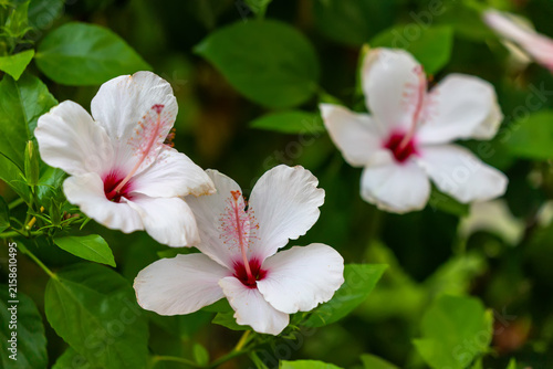 White hibiscus flowers in green foliage