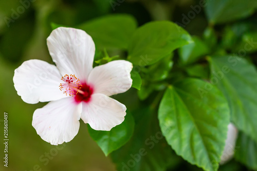 White hibiscus flowers in green foliage