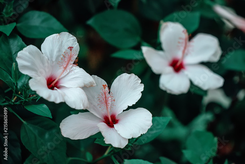 White hibiscus flowers in green foliage