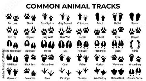 Common animal tracks and footprints.
