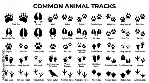 Common animal tracks and footprints.