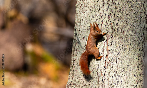 Red squirrel climbing tree trunk in sunny forest