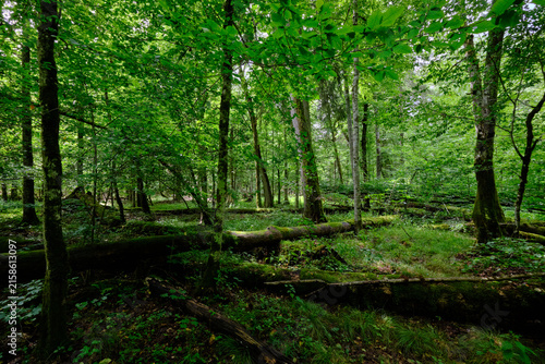 Bialowieza forest primeval woodland ecosystem showing nature