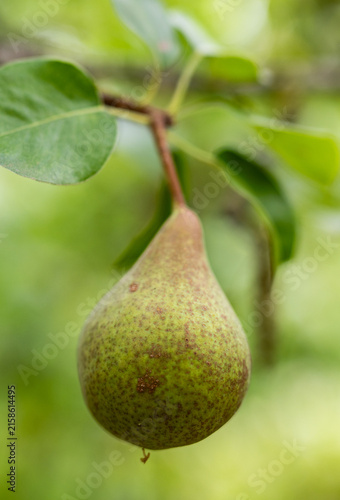 Fresh green pear growing on a tree branch