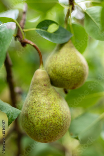 Fresh green pear growing on a tree branch