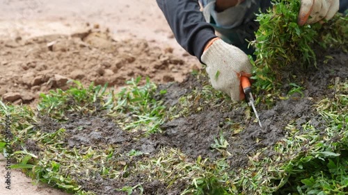 Laying Sod: Hands wearing work gloves carefully place a section of fresh sod onto prepared soil, creating a new green lawn.