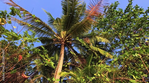 Tropical forest with coconut palm, coconuts, rainforest canopy and palm trees