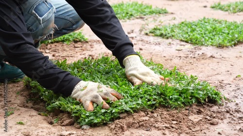 Gardening with Grass Sod: A person wearing gloves carefully places a square of lush green grass sod onto the prepared soil, engaged in the rewarding task of landscaping or lawn repair.