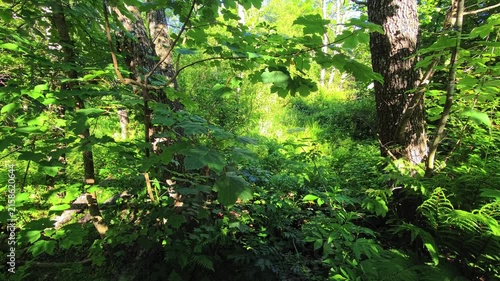 Broadleaf woodland interior with ferns and shaded spring undergrowth