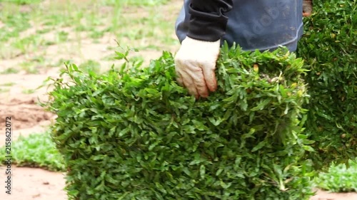 Gardening with Sod: A gloved hand carefully places a square of lush, green sod onto prepared soil, showcasing the natural beauty and ease of creating a perfect lawn.